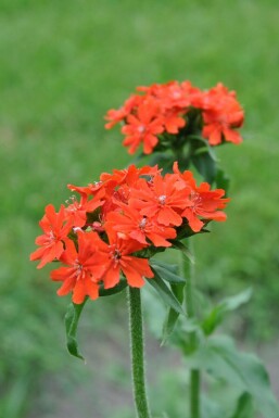 Lychnide de Chalcédoine Lychnis chalcedonica 5-10 Pot 9x9 cm (P9)