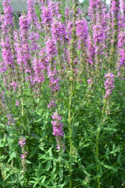 Salicaire commune Lythrum salicaria 5-10 Pot 9x9 cm (P9)