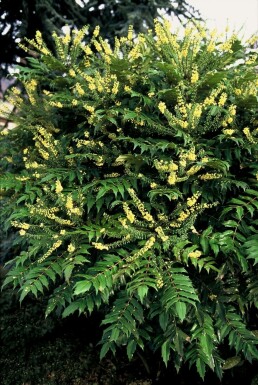 Épine-vinette des jardins Mahonia × media 'Winter Sun' Arbuste 20-30 Pot 3 l (C3)