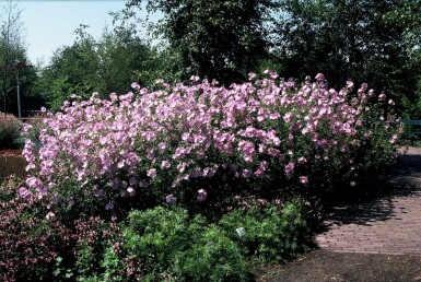 Mauve alcée Malva alcea 'Fastigiata' 5-10 Pot 9x9 cm (P9) Malva alcea 'Fastigiata'