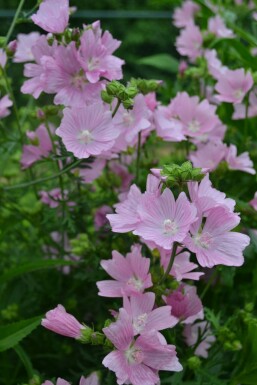 Mauve musquée Malva moschata 'Rosea' 5-10 Pot 9x9 cm (P9)