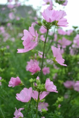 Mauve musquée Malva moschata 'Rosea' 5-10 Pot 9x9 cm (P9) Malva moschata 'Rosea'