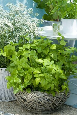 Mélisse officinale Melissa officinalis 5-10 Pot 9x9 cm (P9) Melissa officinalis