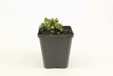 Mélisse officinale Melissa officinalis 5-10 Pot 9x9 cm (P9)