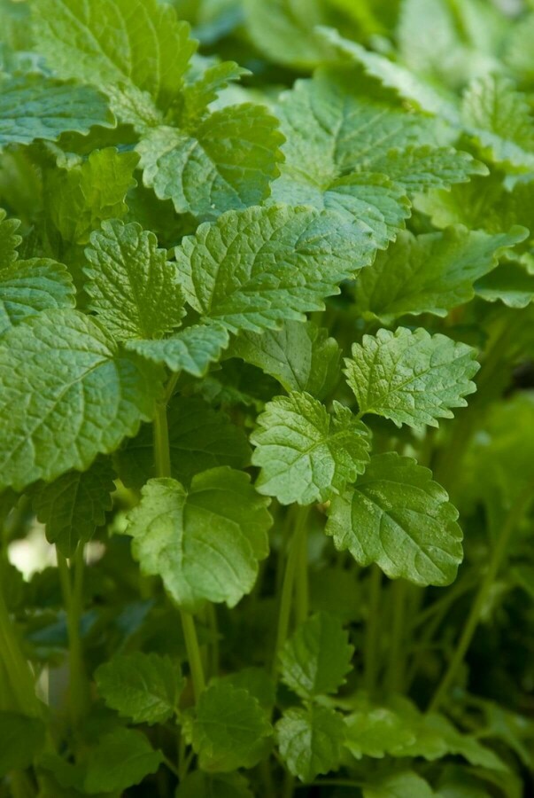 Mélisse officinale Melissa officinalis 5-10 Pot 9x9 cm (P9) Melissa officinalis