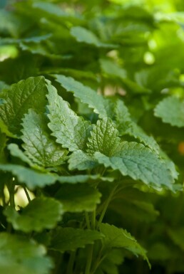 Mélisse officinale Melissa officinalis 5-10 Pot 9x9 cm (P9) Melissa officinalis
