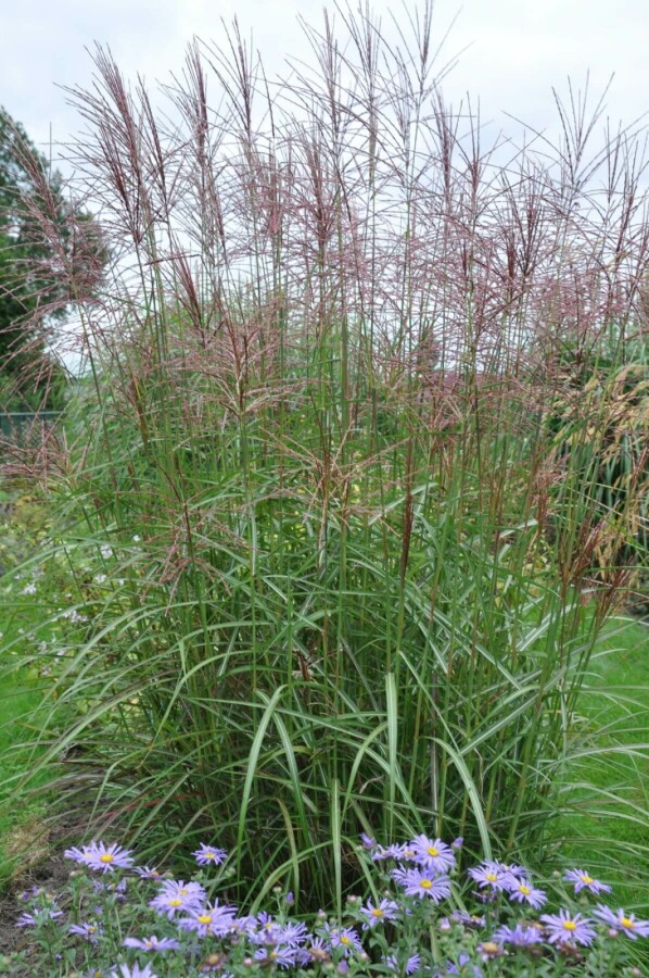 Miscanthus de Chine Miscanthus sinensis 'Ferner Osten' 10-15 Pot 1 l (P11) Miscanthus sinensis 'Ferner Osten'