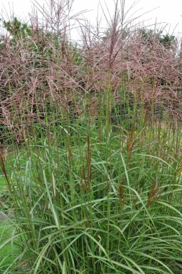 Miscanthus de Chine Miscanthus sinensis 'Ferner Osten' 10-15 Pot 1 l (P11) Miscanthus sinensis 'Ferner Osten'