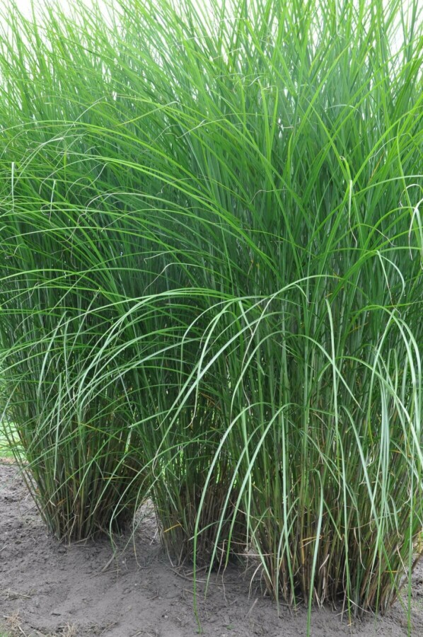 Miscanthus de Chine Miscanthus sinensis 'Gracillimus' 10-15 Pot 1 l (P11) Miscanthus sinensis 'Gracillimus'