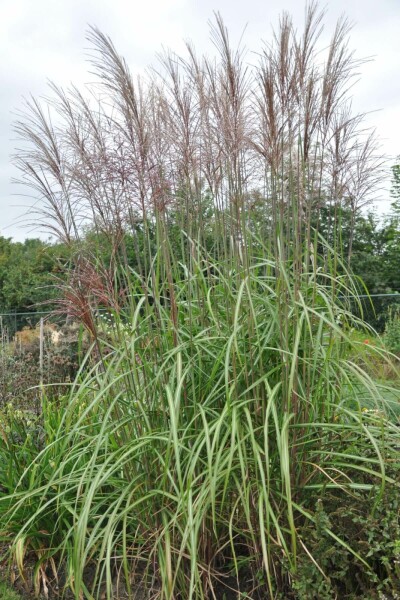 Miscanthus de Chine Miscanthus sinensis 'Malepartus' 10-15 Pot 1 l (P11) Miscanthus sinensis 'Malepartus'