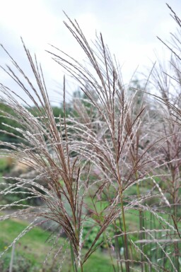 Miscanthus de Chine Miscanthus sinensis 'Malepartus' 10-15 Pot 1 l (P11) Miscanthus sinensis 'Malepartus'