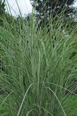 Miscanthus de Chine Miscanthus sinensis 'Morning Light' 5-10 Pot 9x9 cm (P9) Miscanthus sinensis 'Morning Light'