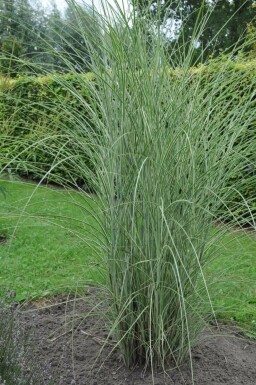 Miscanthus de Chine Miscanthus sinensis 'Morning Light' 5-10 Pot 9x9 cm (P9)