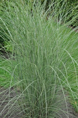 Miscanthus de Chine Miscanthus sinensis 'Morning Light' 5-10 Pot 9x9 cm (P9) Miscanthus sinensis 'Morning Light'