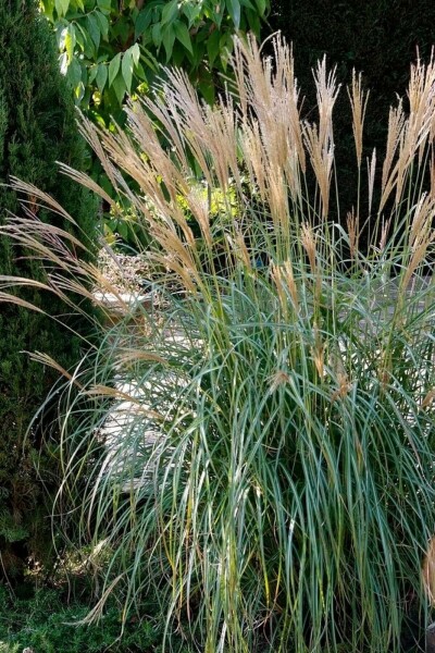 Miscanthus de Chine Miscanthus sinensis 'Yakushima Dwarf' 10-15 Pot 1 l (P11) Miscanthus sinensis 'Yakushima Dwarf'