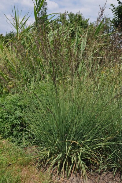 Molinia caerulea 'Edith Dudszus'