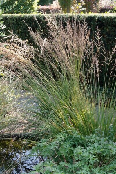 Molinia caerulea 'Moorhexe'