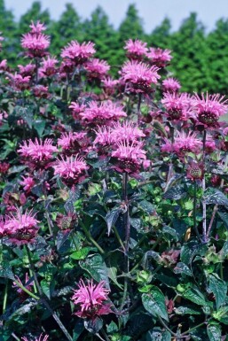 Monarde Monarda 'Beauty of Cobham' 5-10 Pot 9x9 cm (P9) Monarda 'Beauty of Cobham'