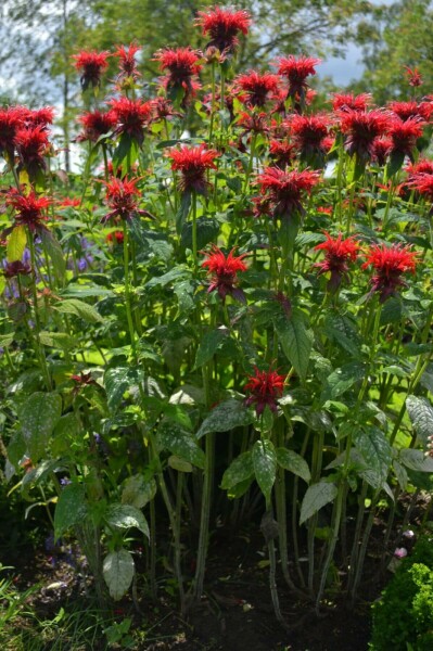 Monarde Monarda 'Cambridge Scarlet' 5-10 Pot 9x9 cm (P9) Monarda 'Cambridge Scarlet'