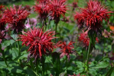 Monarde Monarda 'Cambridge Scarlet' 5-10 Pot 9x9 cm (P9) Monarda 'Cambridge Scarlet'