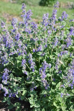 Népéta de Faassen Nepeta × faassenii 5-10 Pot 9x9 cm (P9) Nepeta × faassenii