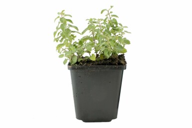 Népéta de Faassen Nepeta × faassenii 5-10 Pot 9x9 cm (P9) Nepeta × faassenii