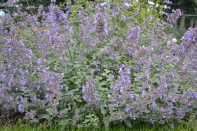 Népéta de Faassen Nepeta × faassenii 'Six Hills Giant' 5-10 Pot 9x9 cm (P9)