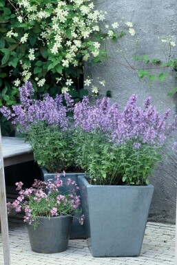 Népéta de Faassen Nepeta × faassenii 'Walker's Low' 5-10 Pot 9x9 cm (P9)