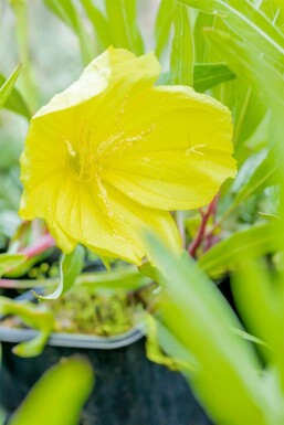 Oenothère gros fruits Oenothera macrocarpa 5-10 Pot 9x9 cm (P9)