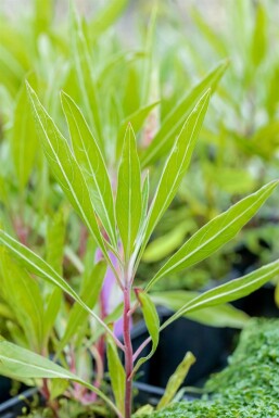 Oenothère gros fruits Oenothera macrocarpa 5-10 Pot 9x9 cm (P9)