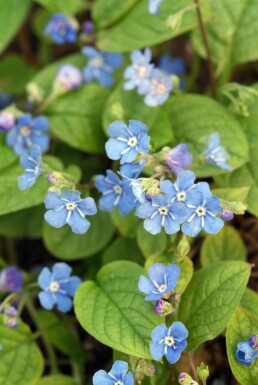 Omphalode printanier Omphalodes verna 5-10 Pot 9x9 cm (P9)