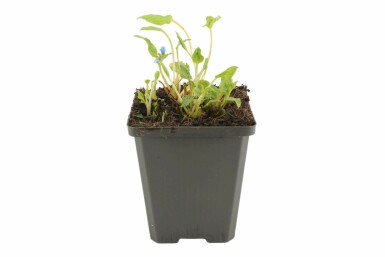 Omphalode printanier Omphalodes verna 5-10 Pot 9x9 cm (P9)