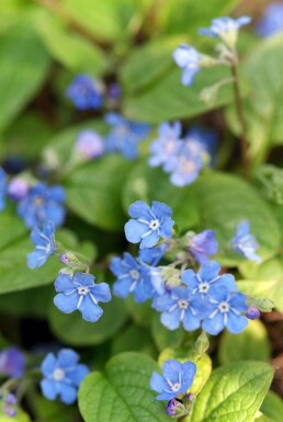 Omphalode printanier Omphalodes verna 5-10 Pot 9x9 cm (P9)