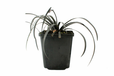 Ophiopogon noir Ophiopogon planiscapus 'Niger' 5-10 Pot 9x9 cm (P9)