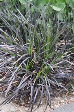 Ophiopogon noir Ophiopogon planiscapus 'Niger' 5-10 Pot 9x9 cm (P9)