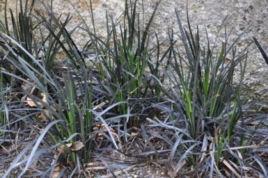 Ophiopogon noir Ophiopogon planiscapus 'Niger' 5-10 Pot 9x9 cm (P9)