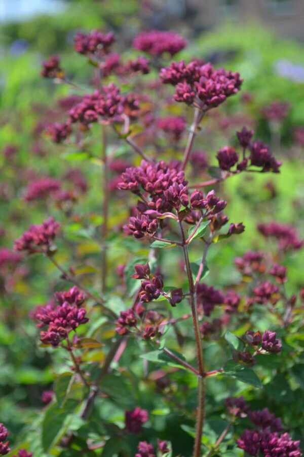 Origan Origanum 'Rosenkuppel' 5-10 Pot 9x9 cm (P9) Origanum 'Rosenkuppel'
