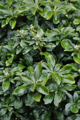 Pachysandra terminal Pachysandra terminalis 'Green Sheen' 5-10 Pot 9x9 cm (P9) Pachysandra terminalis 'Green Sheen'