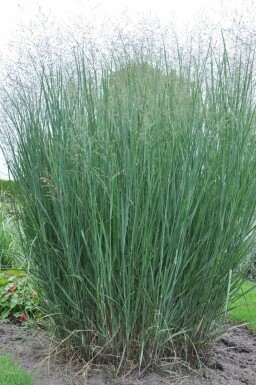 Panic en baguette Panicum virgatum 'Heavy Metal' 5-10 Pot 9x9 cm (P9)