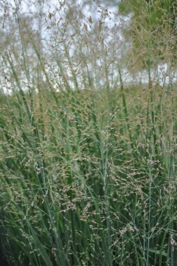 Panic en baguette Panicum virgatum 'Heavy Metal' 5-10 Pot 9x9 cm (P9)