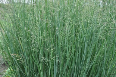 Panic en baguette Panicum virgatum 'Heavy Metal' 5-10 Pot 9x9 cm (P9) Panicum virgatum 'Heavy Metal'