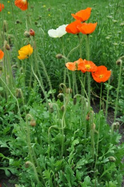 Pavot nudicaule Papaver nudicaule 'Gartenzwerg' 5-10 Pot 9x9 cm (P9) Papaver nudicaule 'Gartenzwerg'