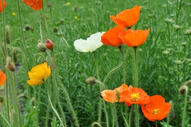 Pavot nudicaule Papaver nudicaule 'Gartenzwerg' 5-10 Pot 9x9 cm (P9)