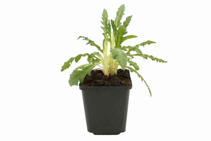 Pavot d'Orient Papaver orientale 'Allegro' 5-10 Pot 9x9 cm (P9) Papaver orientale 'Allegro'