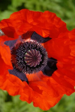 Papaver orientale 'Brilliant'