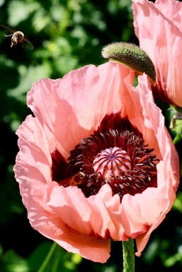 Pavot d'Orient Papaver orientale 'Princess Victoria Louise' 5-10 Pot 9x9 cm (P9)