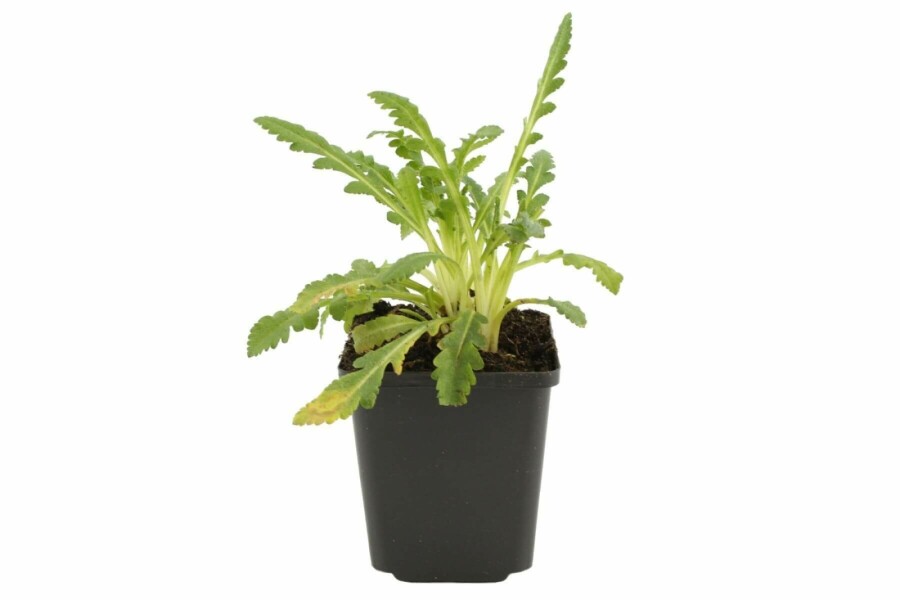 Pavot d'Orient Papaver orientale 'Princess Victoria Louise' 5-10 Pot 9x9 cm (P9) Papaver orientale 'Princess Victoria Louise'