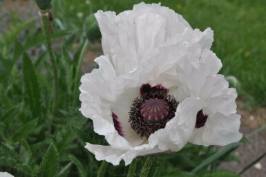 Pavot d'Orient Papaver orientale 'Royal Wedding' 5-10 Pot 9x9 cm (P9) Papaver orientale 'Royal Wedding'
