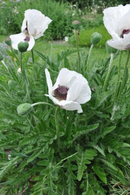 Pavot d'Orient Papaver orientale 'Royal Wedding' 5-10 Pot 9x9 cm (P9)