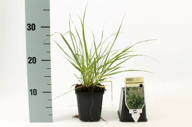 Cenchrus faux vulpin Pennisetum alopecuroides 5-10 Pot 9x9 cm (P9) Pennisetum alopecuroides